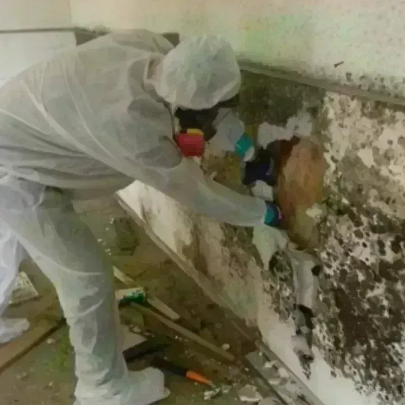 Mold Remediation and Removal in Caswell County, NC